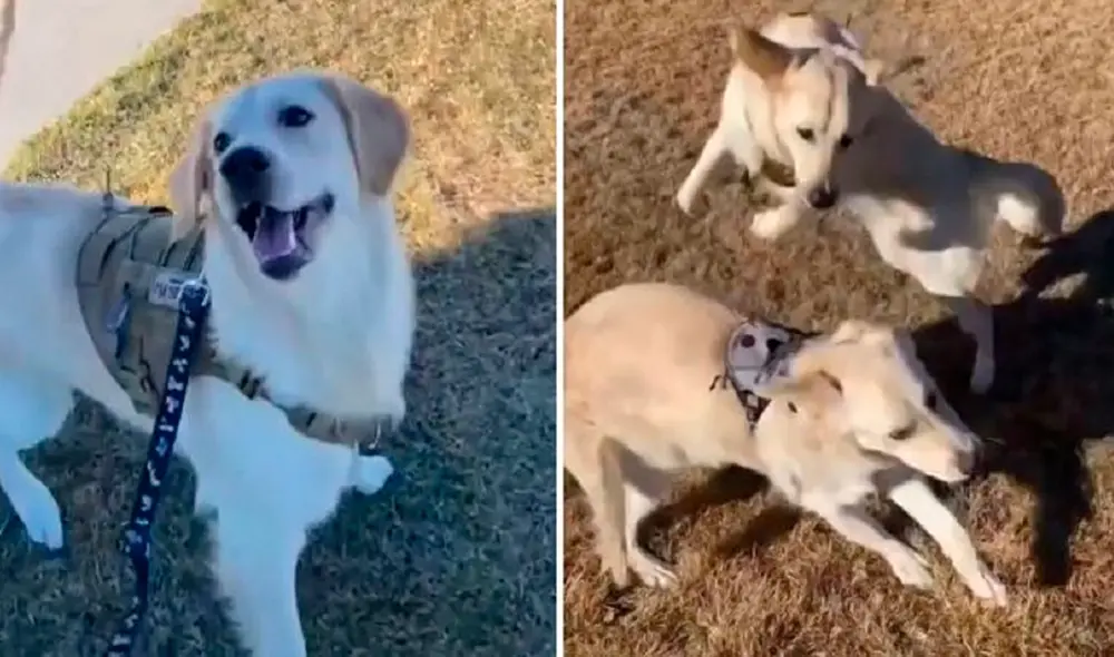 Los canes se abrazaron, saltaron y jugaron como dos niños durante una visita que hizo la propietaria de Saint, una de las mascotas. Foto: captura de TikTok