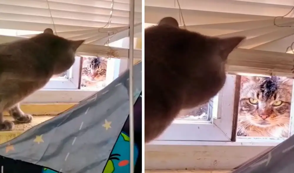 Un joven notó que un gato callejero quería entrar a escondidas a su hogar, pero se sorprendió con su furiosa reacción tras verse atrapado. Foto: captura de Facebook Un joven notó que un gato callejero quería entrar a escondidas a su hogar, pero se sorprendió con su furiosa reacción tras verse atrapado. Foto: captura de Facebook