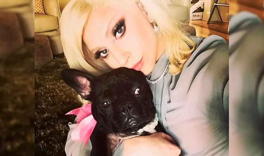 Dos hombres se llevaron a sus mascotas luego de disparar en plena calle al encargado de pasearlas. Foto: Lady Gaga/Instagram