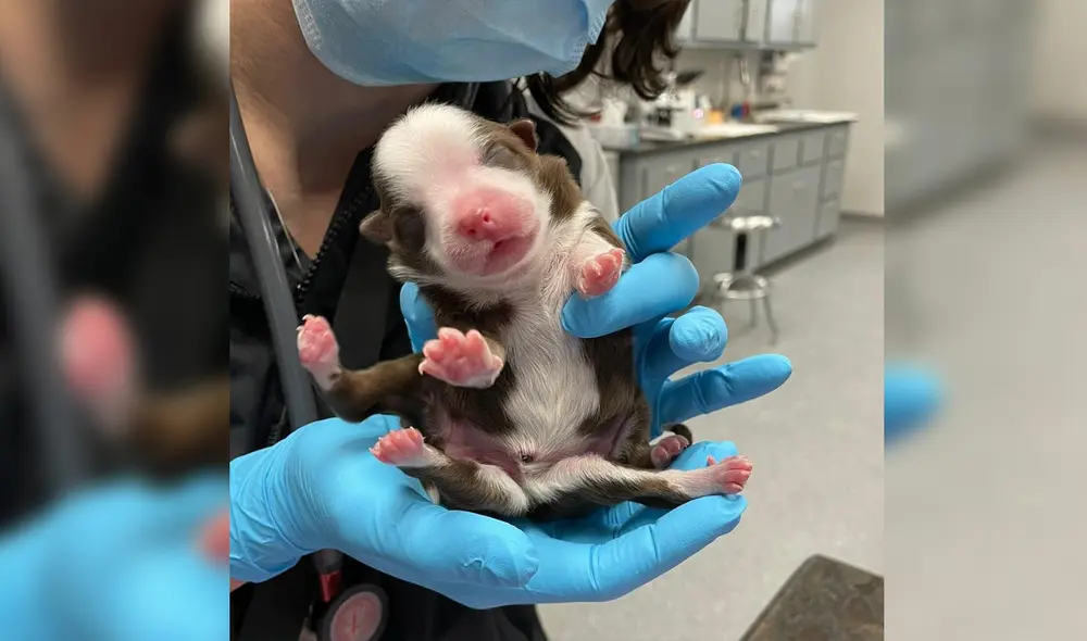 Skipper podría convertirse en el primer cachorro que se sobreponga a este mal congénito. Foto: Facebook / Neel Veterinary Hospital Skipper podría convertirse en el primer cachorro que se sobreponga a este mal congénito. Foto: Facebook / Neel Veterinary Hospital