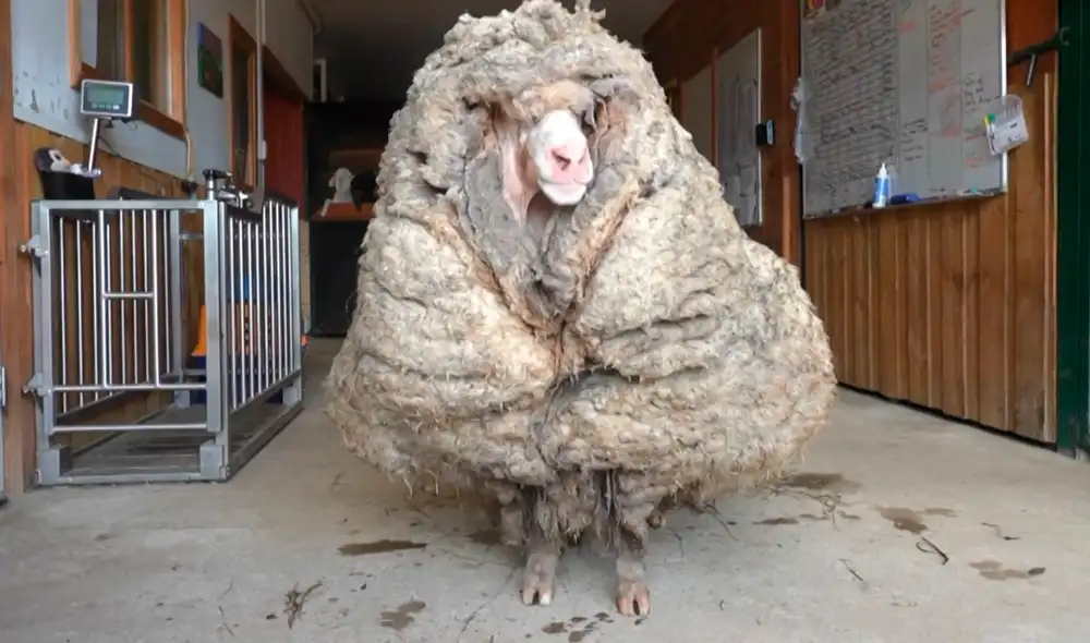 El video de Baarack tuvo más de 2,5 millones de vistas en la red social TikTok. Foto: AFP