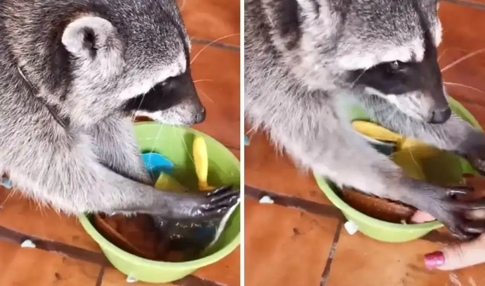 El mapache en medio de sus 'quehaceres'. Foto: captura de TikTok/@prisca02 El mapache en medio de sus 'quehaceres'. Foto: captura de TikTok/@prisca02