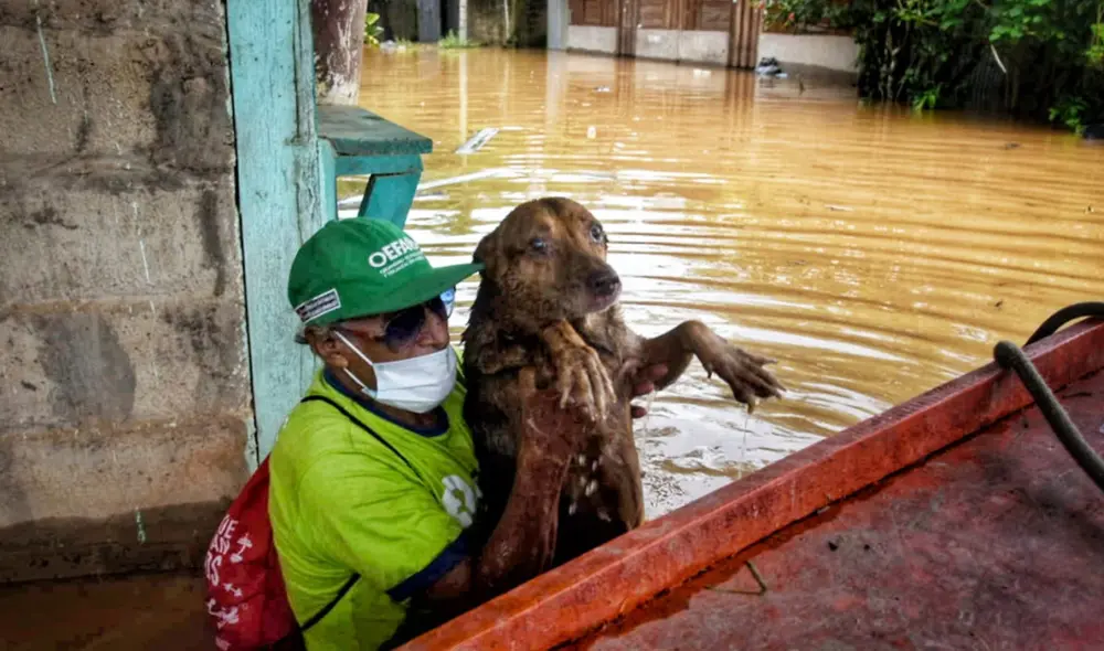 Inundaciones en Madre de Dios dejaron miles de damnificados. Foto: Paolo Peña