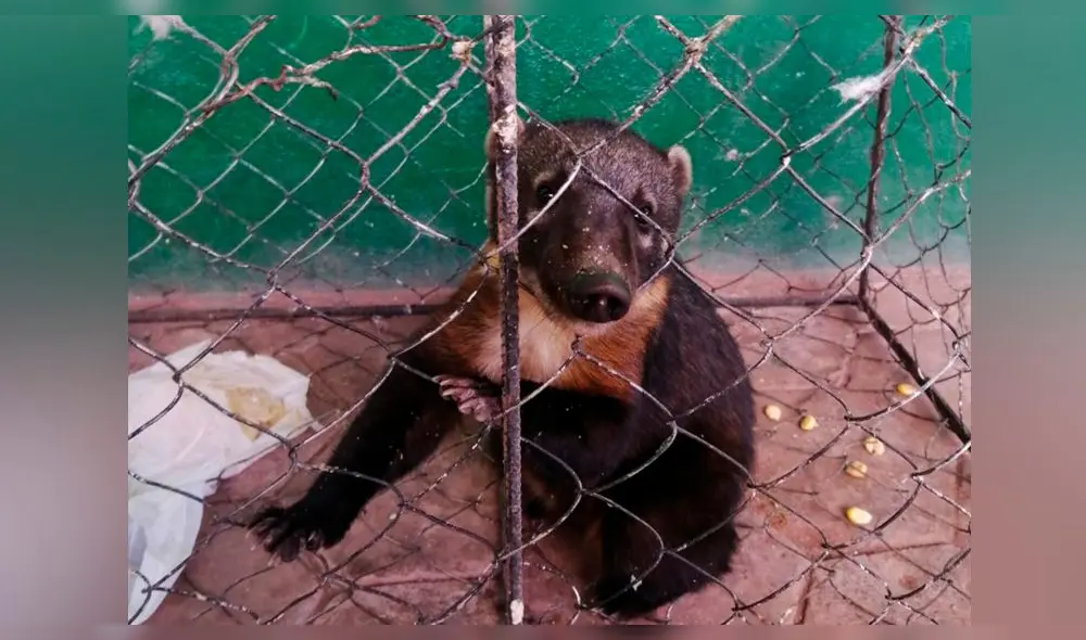 Coatí peruano fue encontrado alejado de su hábitat. Foto: PNP