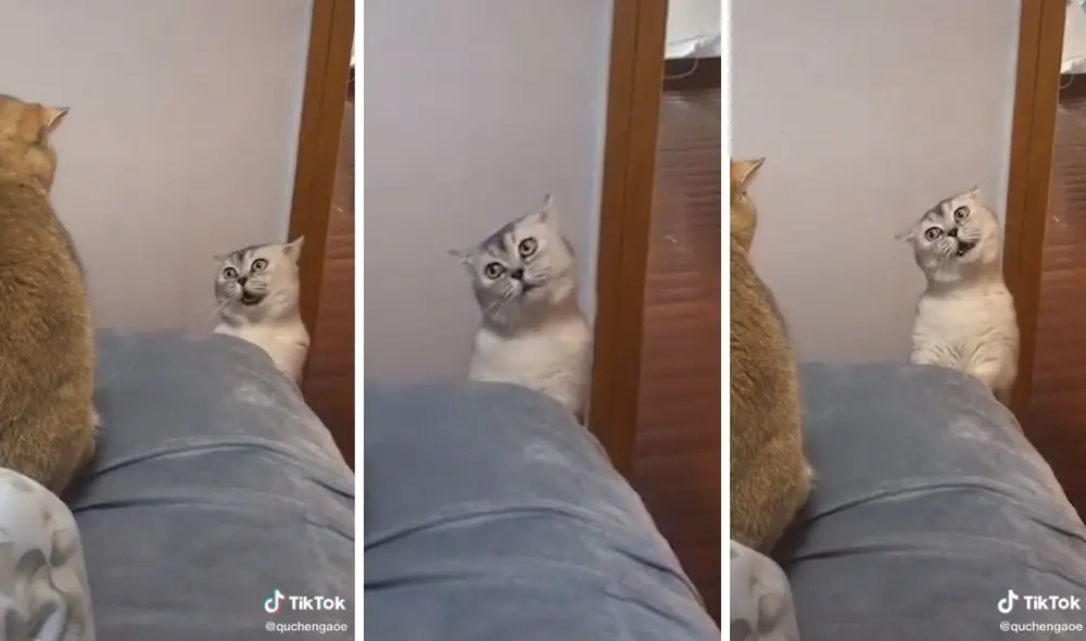 Así se dirige este curioso gatito a su compañero. Foto: captura de TikTok / @quchengaoe