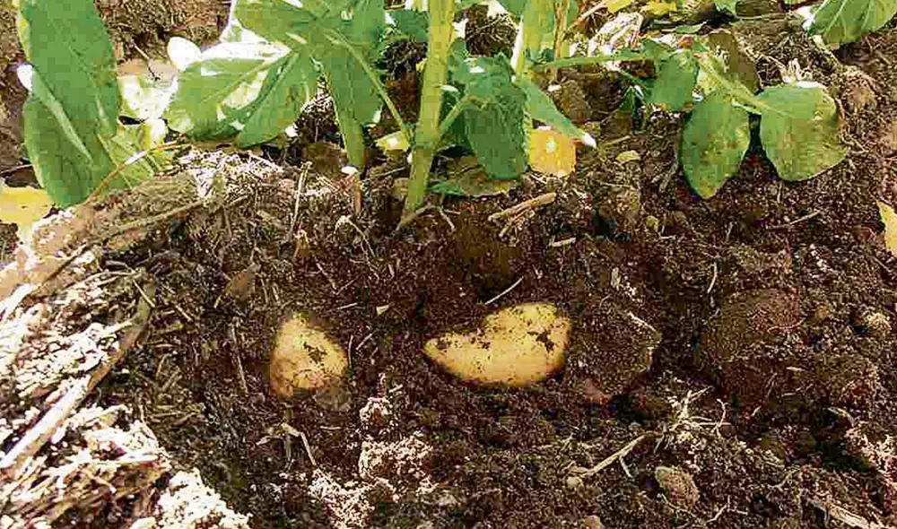 Semillas. Es política de Estado defender los productos nativos del ingreso de transgénicos. Foto: difusión