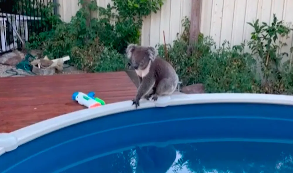 Un hombre evitó que un koala caiga a su piscina tras ingresar a su hogar a escondidas y le ofreció un poco de agua. Foto: Caters Clips