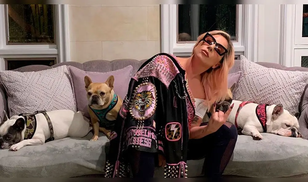 Las mascotas fueron robadas el pasado miércoles. Las mascotas fueron robadas el pasado miércoles.