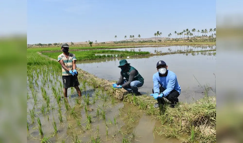 El Servicio Nacional de Sanidad Agraria intervino cultivos de arroz. Foto: Senasa El Servicio Nacional de Sanidad Agraria intervino cultivos de arroz. Foto: Senasa