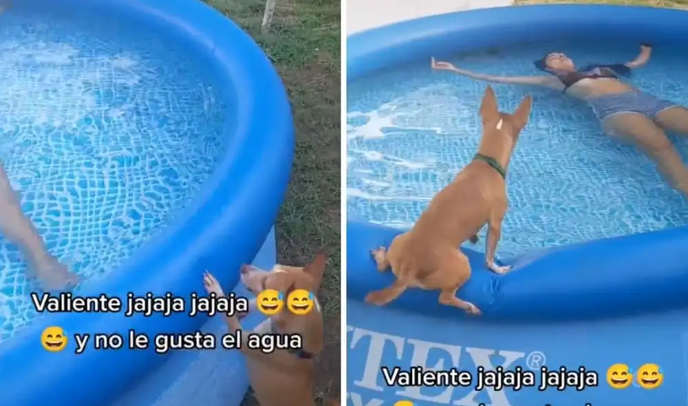 Así se debate el perrito entre saltar y no saltar. Foto: captura de TikTok / @carlosjosepaezgon Así se debate el perrito entre saltar y no saltar. Foto: captura de TikTok / @carlosjosepaezgon