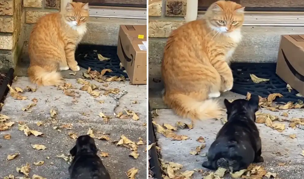 Miles de usuarios se emocionaron al ver la tierna reacción del cachorro. Foto: captura de Facebook.