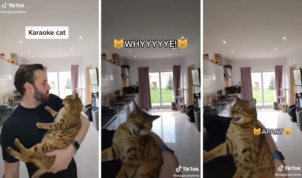 Así fue el dueto entre el gatito y su dueño. Foto: captura de TikTok / @magicanytime