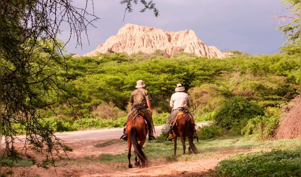 Bosque de Pómac es una de las áreas naturales protegidas más importantes del norte peruano. Foto: Andina Bosque de Pómac es una de las áreas naturales protegidas más importantes del norte peruano. Foto: Andina