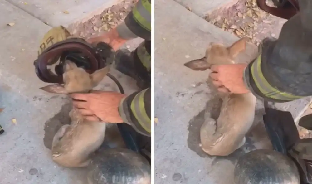 Un perro fue afectado por un incendio y recibió la ayuda de unos bomberos, quienes tuvieron una rápida acción para salvarlo. Foto: captura de YouTube