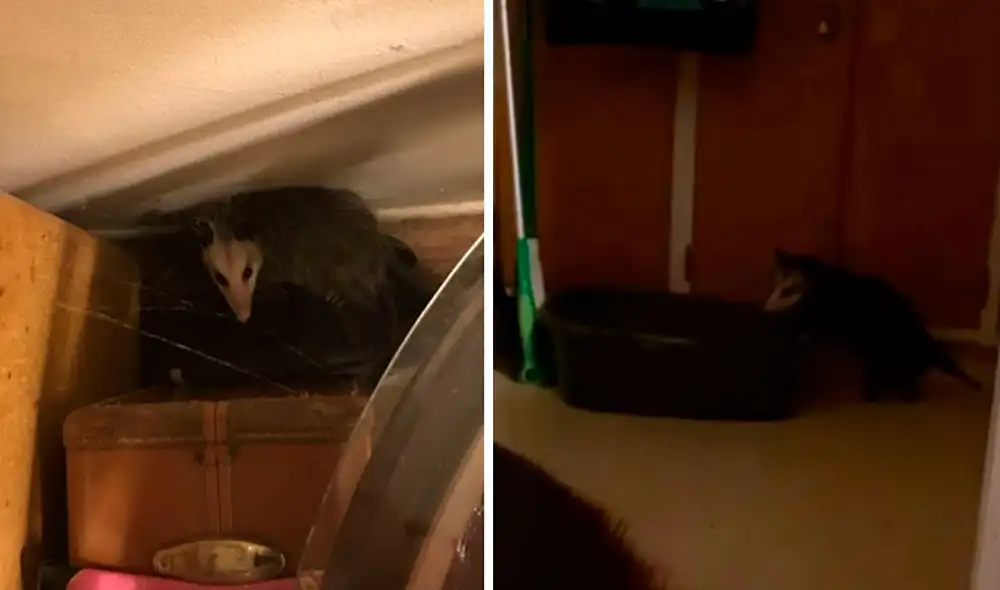 Después de seis meses, una mujer se enteró que un travieso animal regresó a su vivienda para obtener agua y alimentos. Foto: captura de YouTube