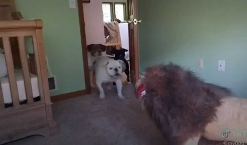 Los cachorros se asustaron al ver al felino de peluche. Foto: captura de TikTok