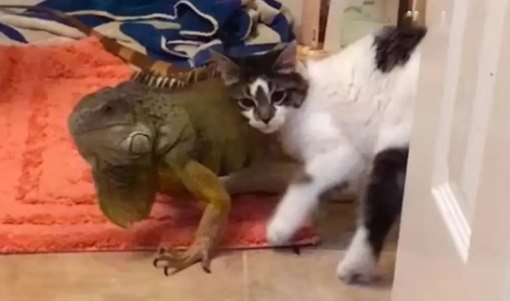 Un gato persiguió por toda la casa a una iguana para acariciarla; sin embargo, su ‘amigo’ trató de alejarse de su lado. Foto: captura de YouTube Un gato persiguió por toda la casa a una iguana para acariciarla; sin embargo, su ‘amigo’ trató de alejarse de su lado. Foto: captura de YouTube