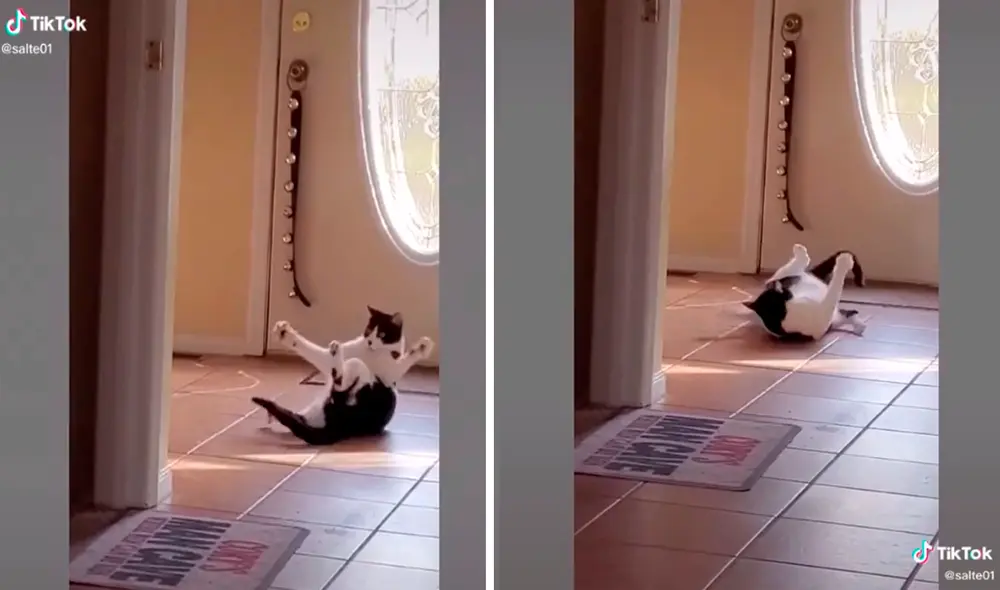 La mascota es sensación en redes por sus divertidos pasos de baile. Foto: captura de TikTok