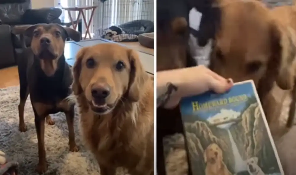 El video viral ha sido compartido en el canal BVIRAL. Foto: captura de YouTube