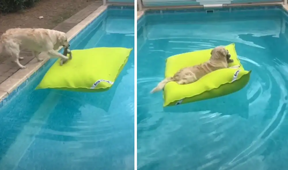 El cachorro sorprendió a miles con su particular reacción para ingresar a la piscina. Foto: captura de TikTok El cachorro sorprendió a miles con su particular reacción para ingresar a la piscina. Foto: captura de TikTok