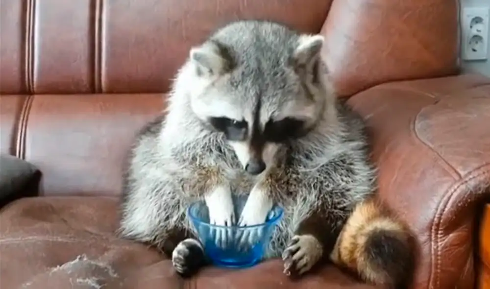 Mapache protagoniza tierna reacción al notar que sus uvas desaparecieron. Foto: captura de YouTube