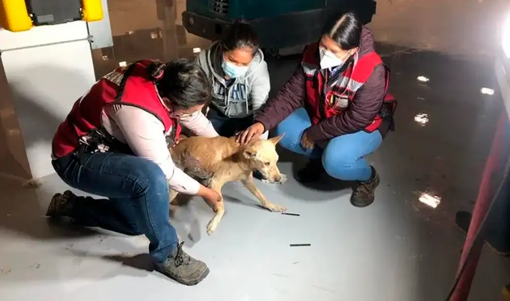 Tras dos horas de ardua labor, los rescatistas pudieron despegar al perro del piso y lo trasladaron a un refugio. Foto: captura de TikTok