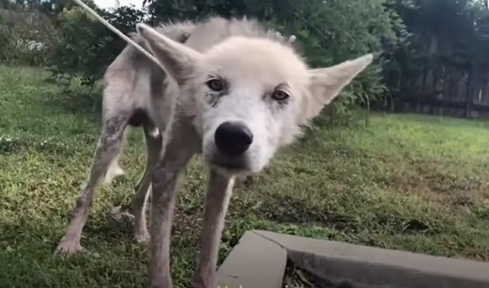 El video viral ha sido compartido en el canal El Dodo. Foto: captura de YouTube El video viral ha sido compartido en el canal El Dodo. Foto: captura de YouTube