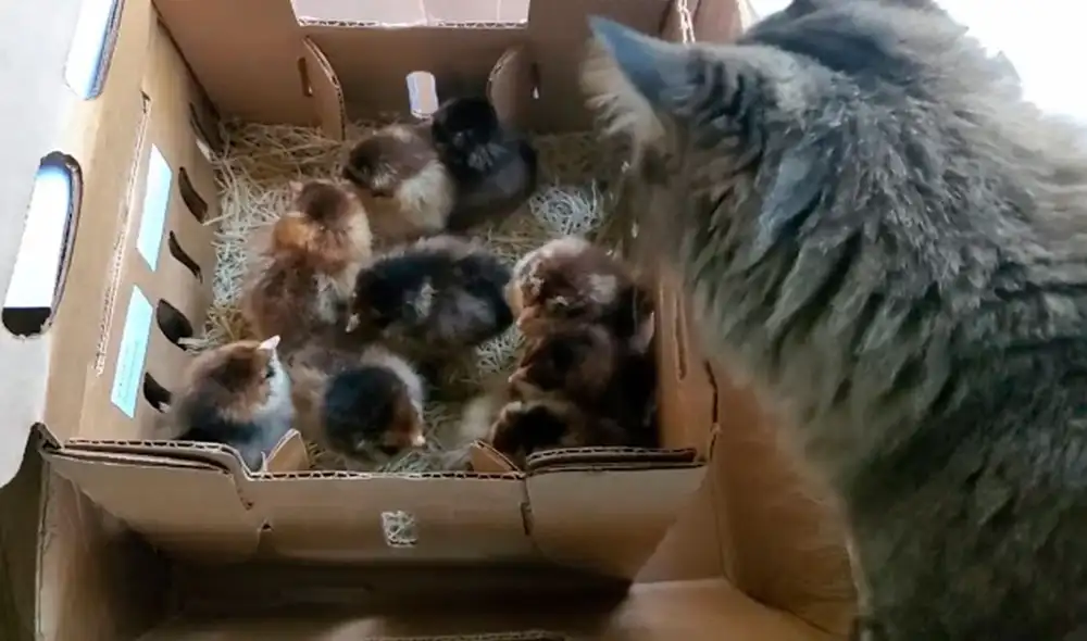 Un joven colocó a sus pequeñas aves en una caja y vio que su felino se acercó para averiguar; sin embargo, se sorprendió con su tierno comportamiento. Foto: captura de TikTok