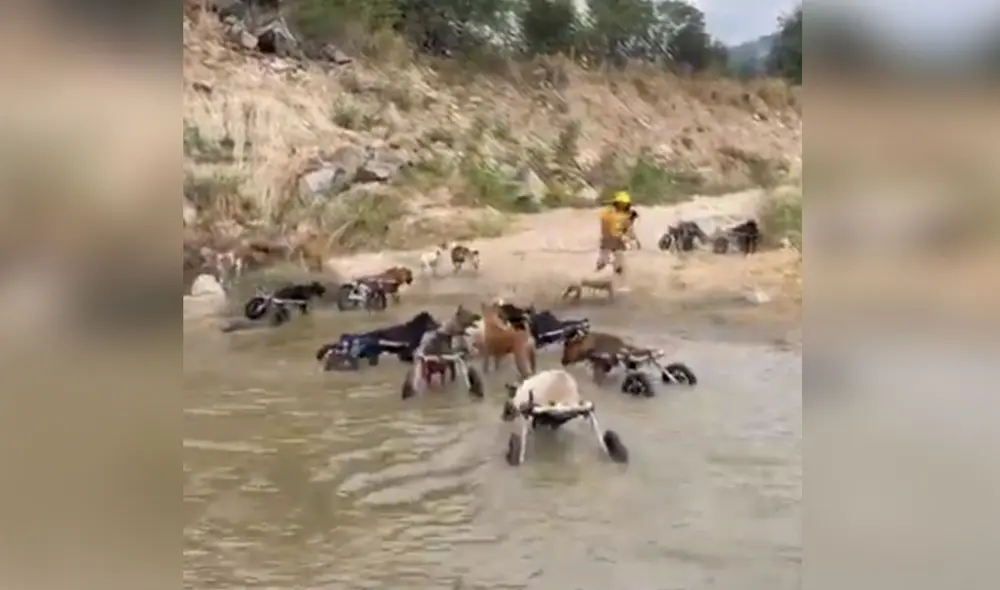 Los canes, junto a sus amigos, pasaron un agradable día en el agua. Foto: captura de YouTube