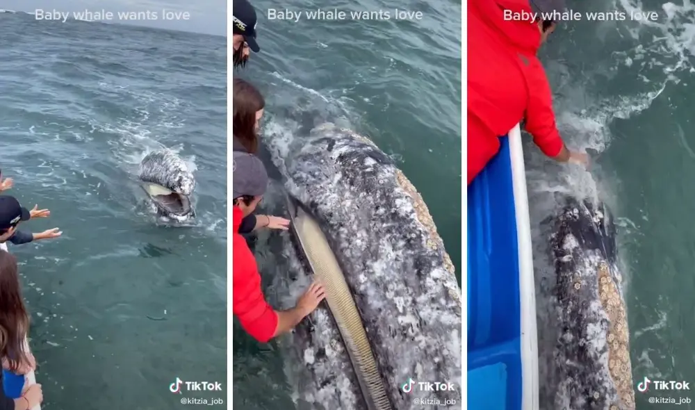 Así de amigable es esta pequeña con los humanos. Foto: captura de TikTok / @kitzia_job
