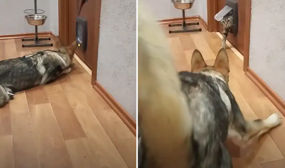 Miles de usuarios se divirtieron al ver las imágenes. Foto: captura de TikTok.