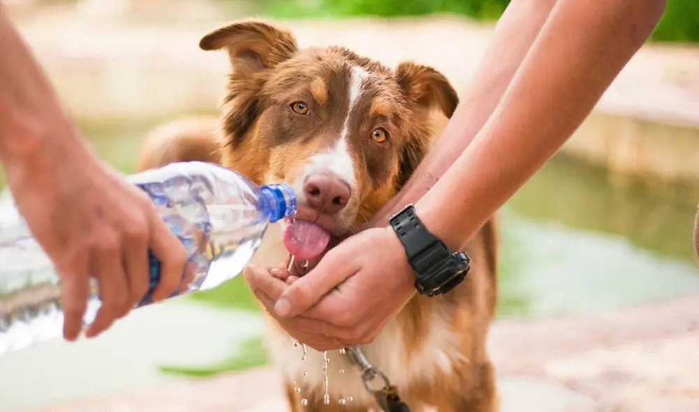 La temperatura corporal normal en perros y gatos es de 38,5 a 39,5 °C. Foto: difusión