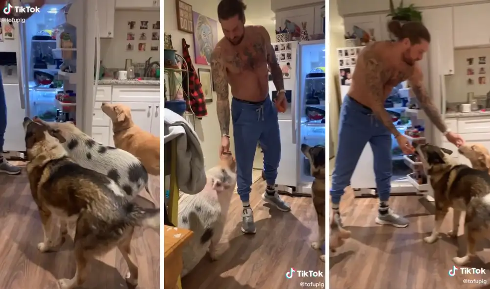 Así obedecen las indicaciones para recibir su premio. Foto: captura de TikTok / @tofupig Así obedecen las indicaciones para recibir su premio. Foto: captura de TikTok / @tofupig