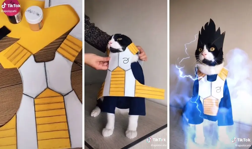 Así fue como convirtieron al gatito en el popular personaje de Dragon Ball Súper. Foto: captura de TikTok / @apolocatv