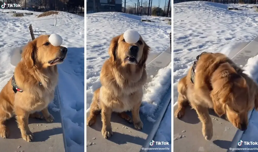 Así fue la prueba de equilibrio de este golden. Foto: captura de TikTok / @goldenretrieverlife