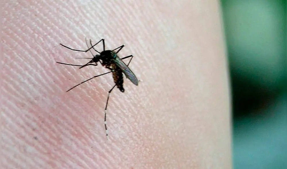 Según Senamhi, lluvias continuarán en los siguientes días, por lo que la población debe tomar sus precauciones para evitar casos de dengue. Foto: Andina