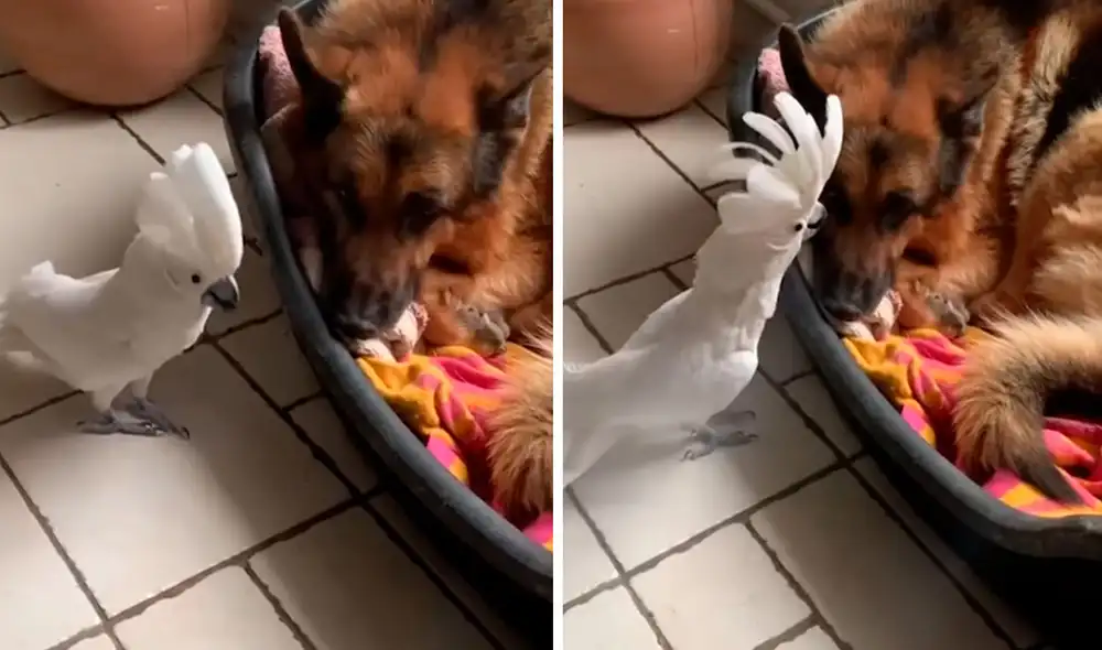 Una traviesa ave no soportó que su ‘compañero’ estuviera echado en su cama y decidió fastidiarlo hasta conseguir que se levante para jugar. Foto: captura de Facebook