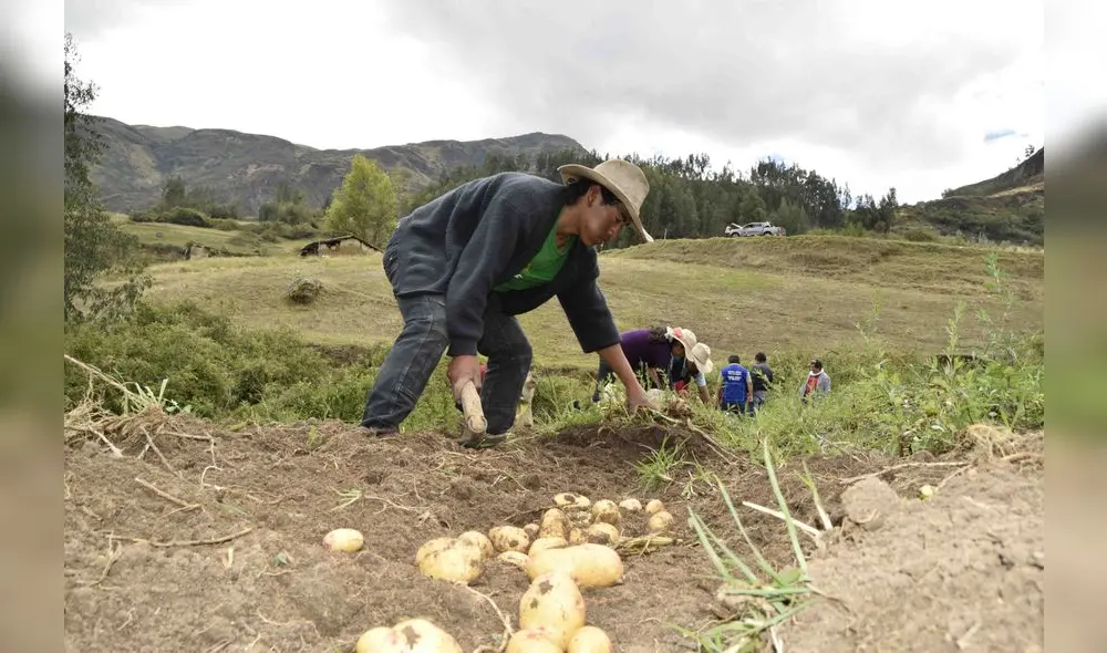 La agricultura familiar garantizó la alimentación de los peruanos en plena crisis por la pandemia. Muchos de ellos, sin acceso al crédito, han seguido sembrando tras vender sus animales.