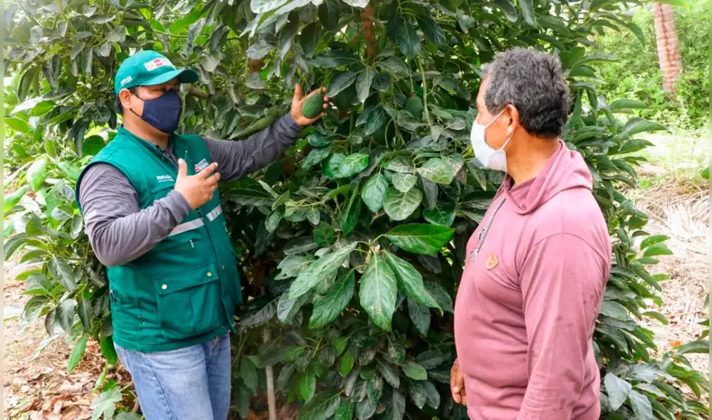 Durante el 2020, el Senasa certificó 146 lugares de producción en Lambayeque. Foto: Senasa