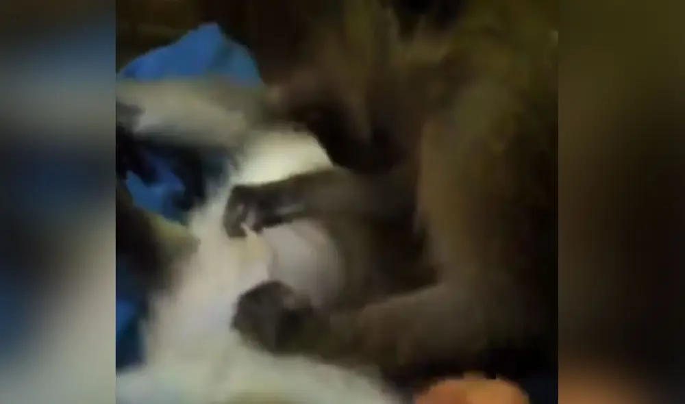 El pequeño primate cautivó las redes sociales con su tierno comportamiento. Foto: captura de YouTube El pequeño primate cautivó las redes sociales con su tierno comportamiento. Foto: captura de YouTube