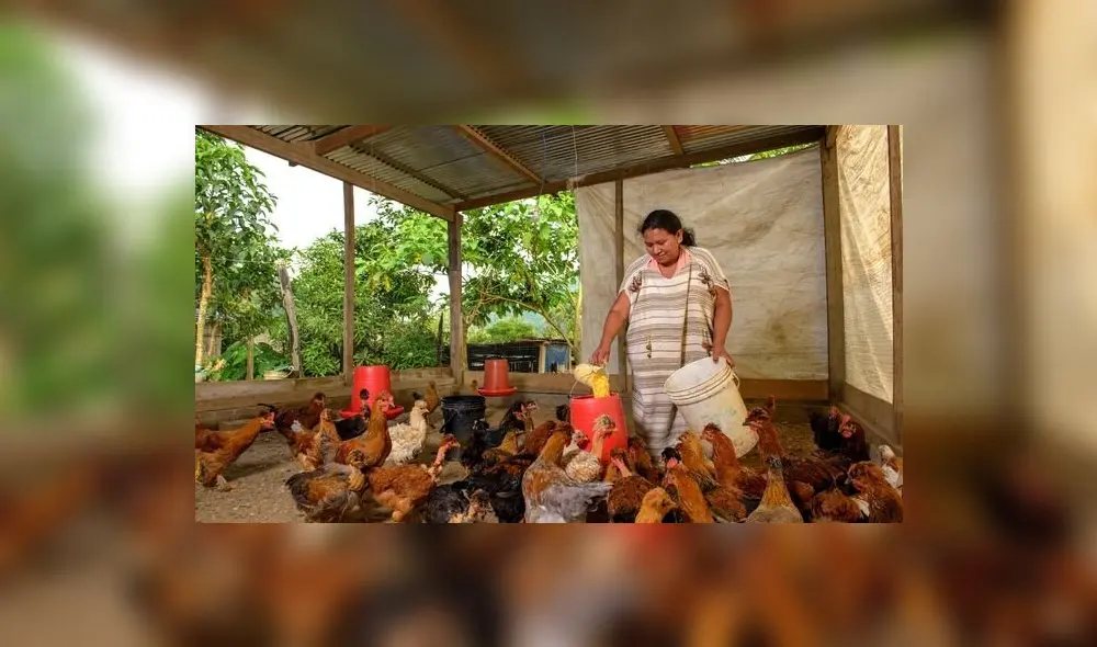 Proyecto de Desarrollo Territorial Sostenible - PDTS VRAEM y Avanzar Rural son proyectos del Ministerio de Agricultura. Foto: Agro Rural