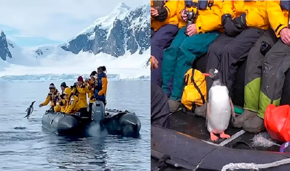 El pequeño pingüino saltó desesperadamente al bote en busca de refugio. Foto: captura de YouTube El pequeño pingüino saltó desesperadamente al bote en busca de refugio. Foto: captura de YouTube