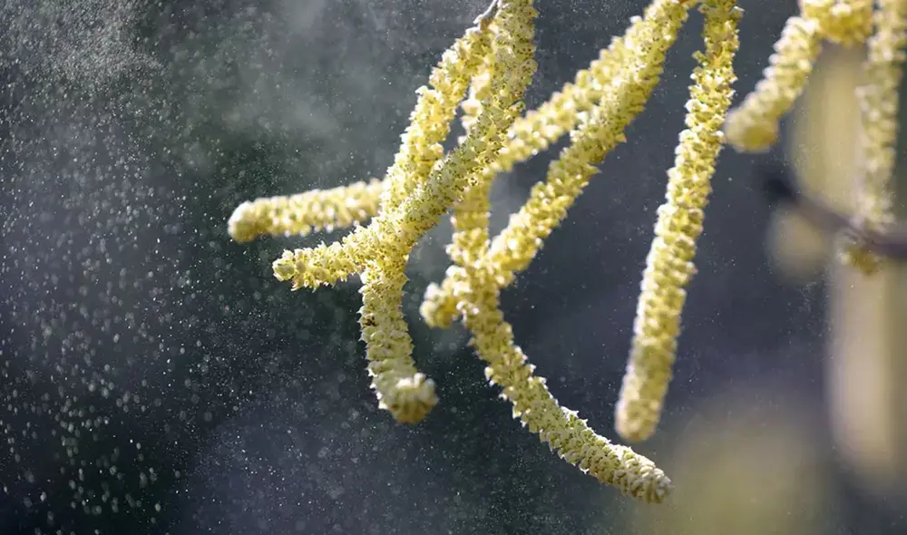Los granos de polen debilitan el sistema inmunitario en las vías respiratorias, según los autores. Foto: AFP