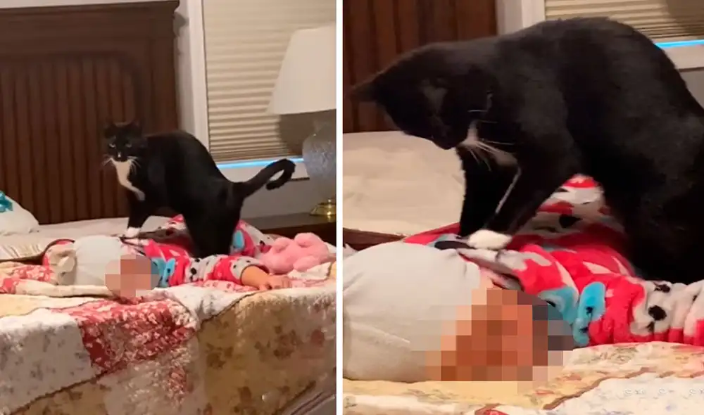 Una madre se llevó una sorpresa al ingresar a su habitación y ver a su travieso gato en la espalda de su pequeña hija dándole masajes. Foto: captura de TikTok
