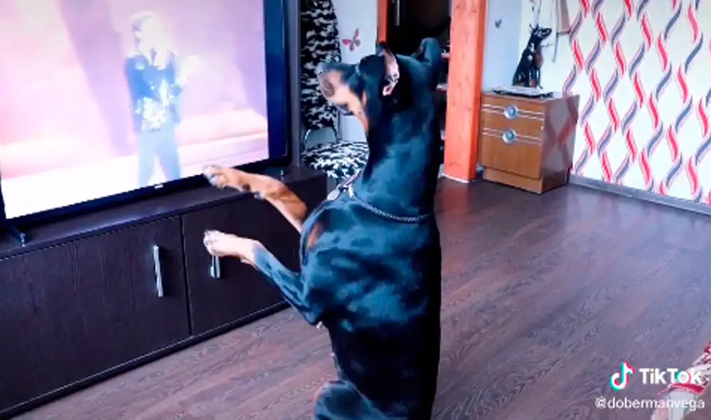 El perro hizo la misma coreografía que el recordado ‘Rey del Pop’. Foto: captura de TikTok