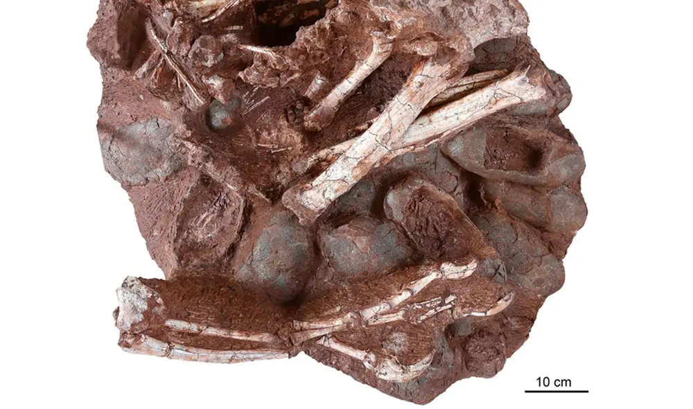 El fósil de 70 millones de años en cuestión: un dinosaurio terópodo oviraptórido adulto sentado sobre un nido de huevos. Foto: Shundong Bi