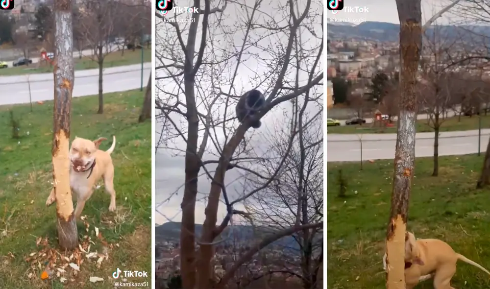 El perro trató de derribar al gato que estaba subido en una de las ramas del árbol. Foto: captura de TikTok