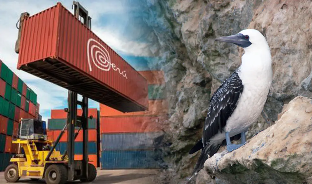 Existen 3.188.289 aves guaneras registradas en el último censo del mes de noviembre de 2020, entre guanayes, piqueros y alcatraces. Foto: Oceana