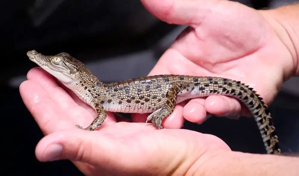 Una granja del gigante del lujo LVMH está destinada a la cría de una raza de cocodrilos caracterizada por sus pequeñas escamas ideales para utilizar en bolsos. Foto: AFP