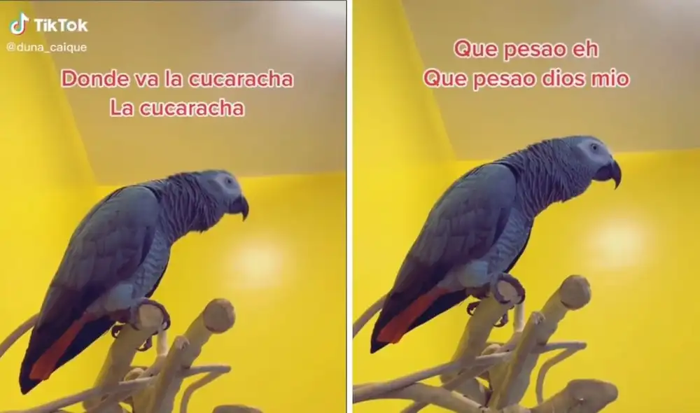 Así se expresa este simpático lorito. Foto: captura de TikTok / @duna_caique Así se expresa este simpático lorito. Foto: captura de TikTok / @duna_caique